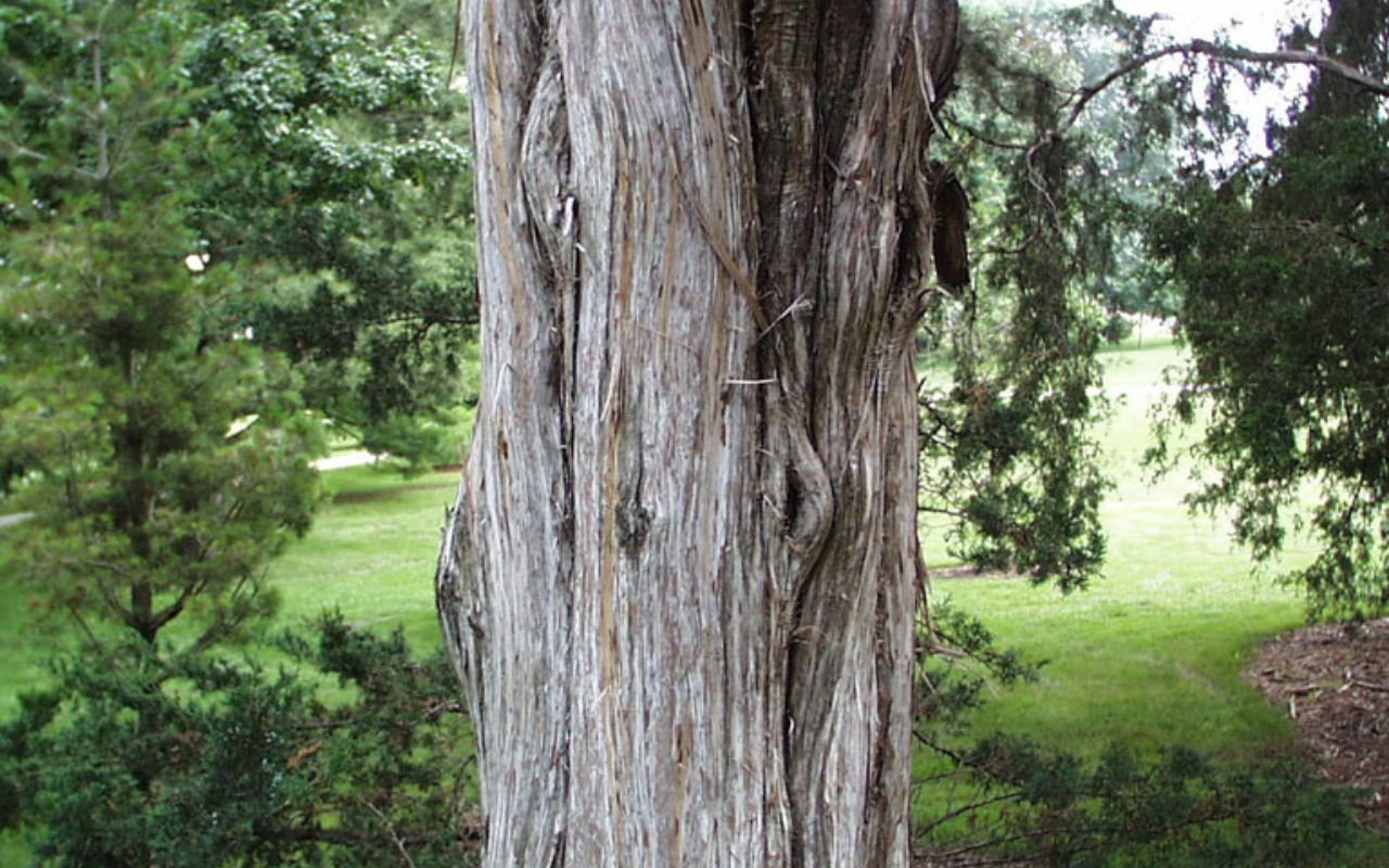 A gray eastern red cedar trunk with peeling bark stands among other trees on a large patch of green grass.