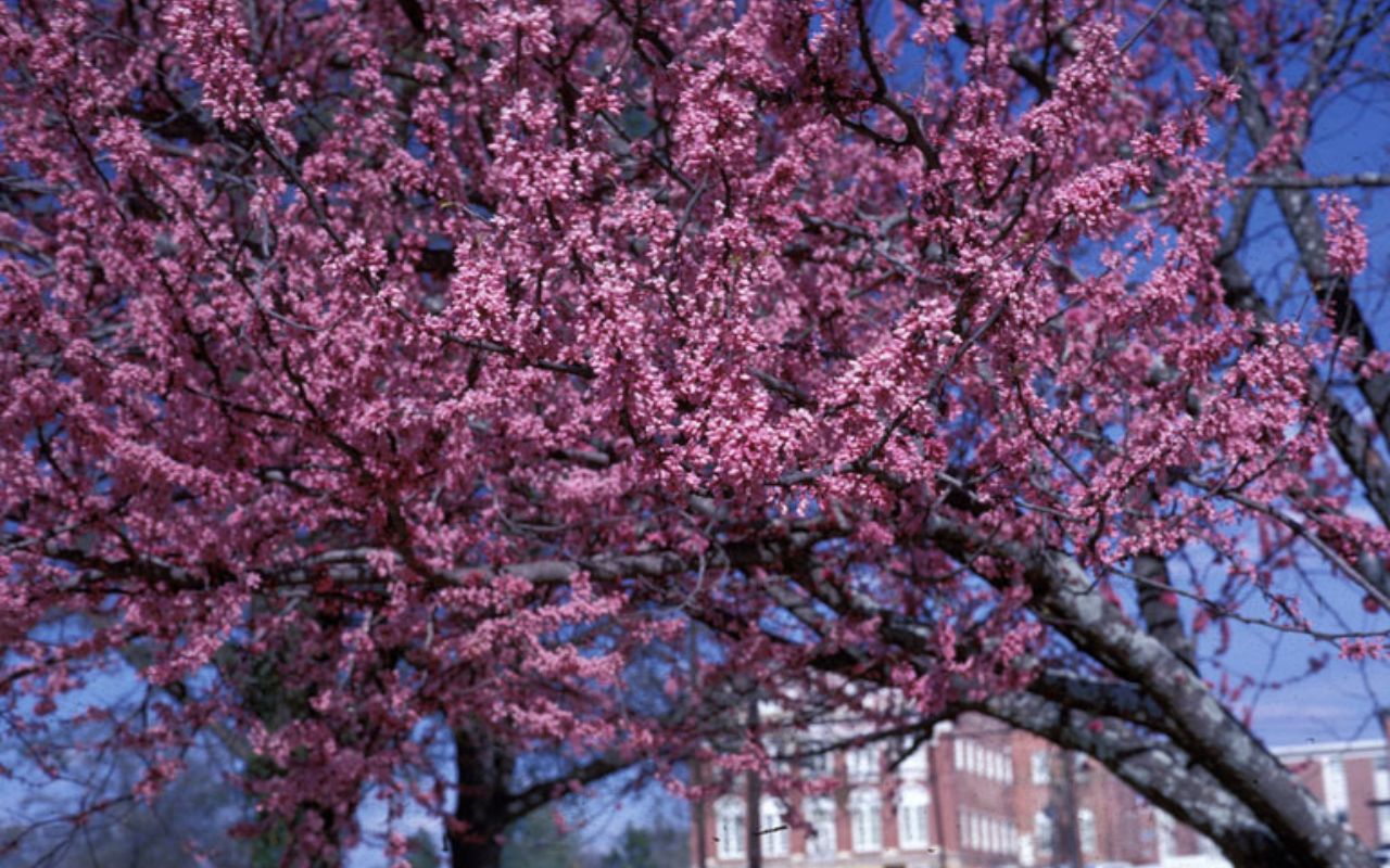 The eastern redbud displaying its reddish-pink flowers, is one of several wind-resistant trees.
