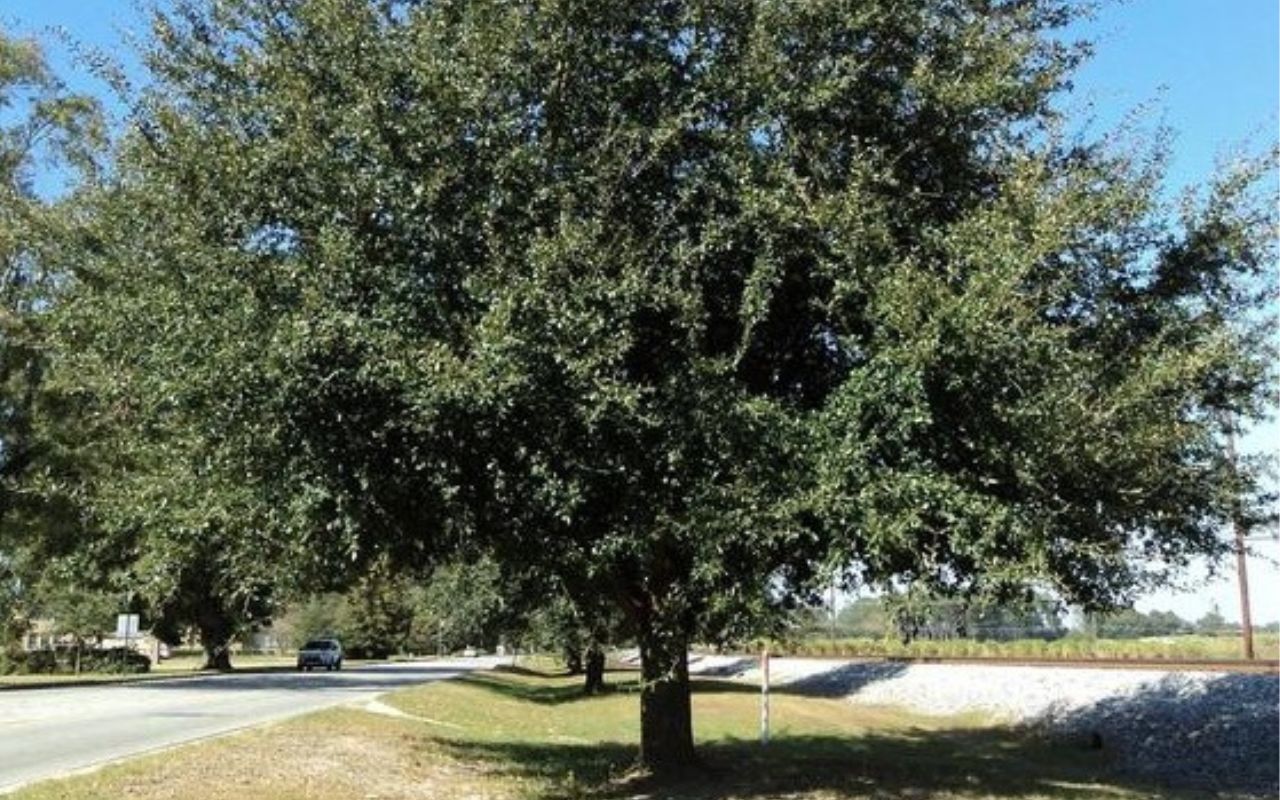 A giant live oak stands tall, with a street to the left and railroad tracks to the right.