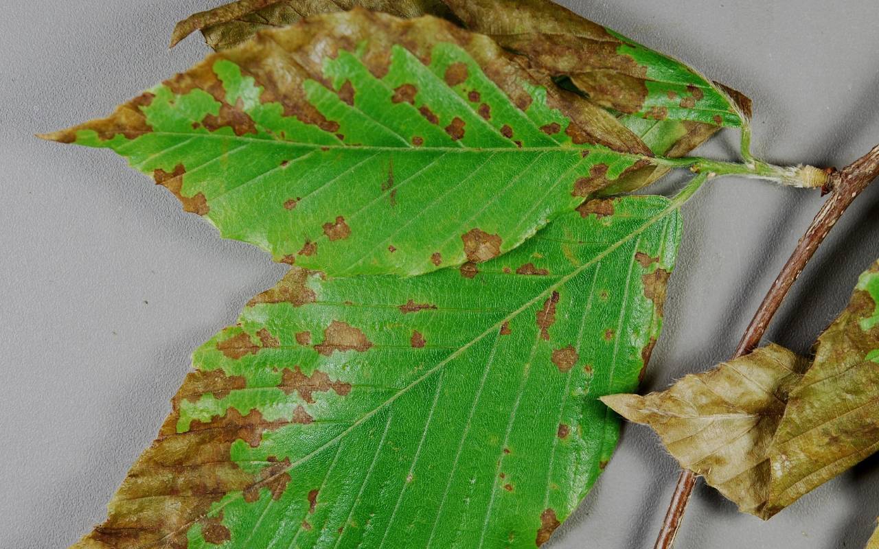 A cluster of three partially green leaves infected with anthracnose displaying the spotting, browning, and curling associated with the disease.