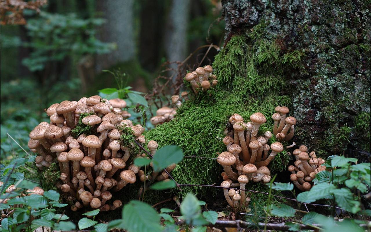 Four clusters of many small armillaria mushrooms growing among the hairy green moss and leafy plants at the base of a tree in a northern Virginia forest.