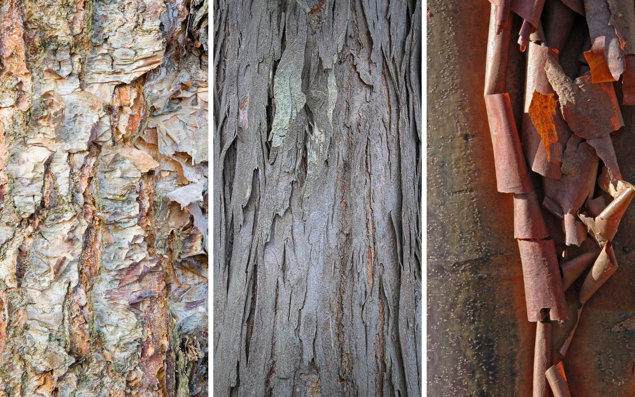 Three photos showing peeling bark of river birch, shagbark hickory, and paperback maple trees.
