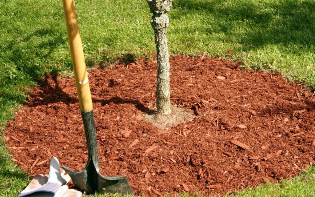 Can a Tree in Northern Virginia Regrow or Repair Damaged Bark? Green