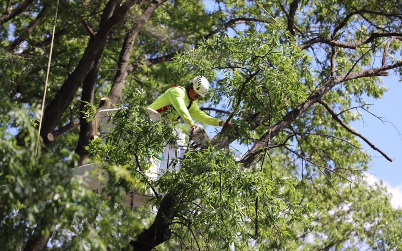 A member of the Green Vista team trimming a tree in a residential area in Alexandria, VA.