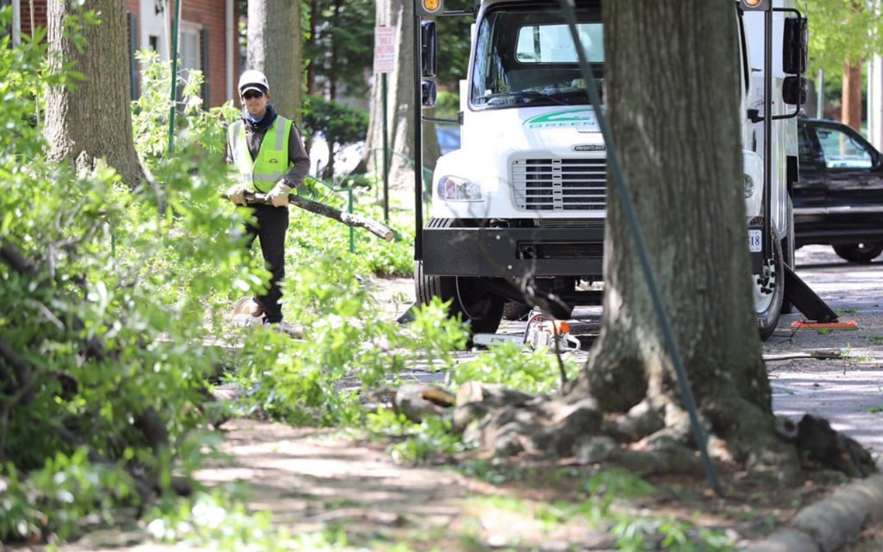 The Green Vista Tree Care crew cleans up branches and tree limbs from a residential sidewalk in Northern Virginia.