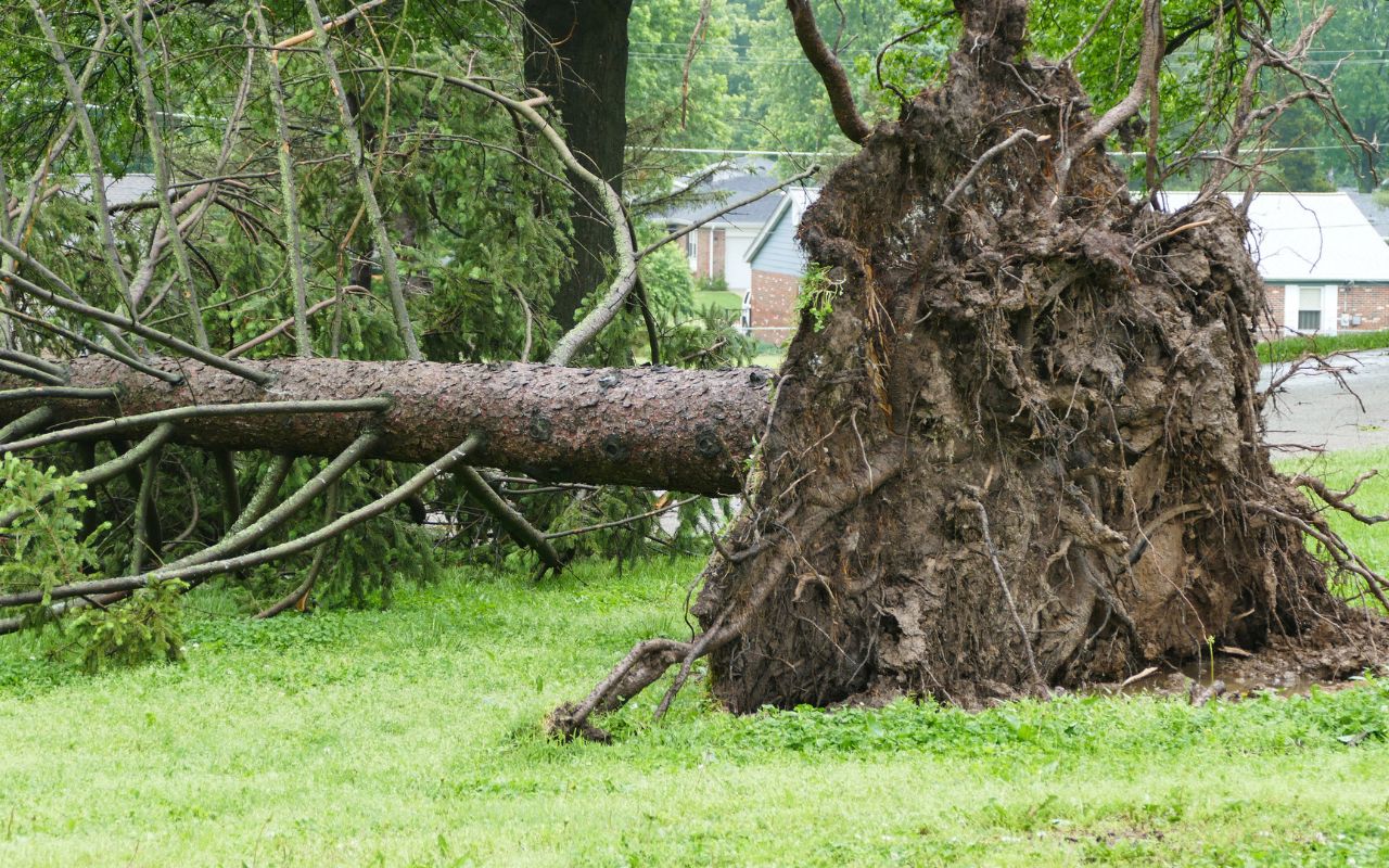 A tree that toppled over from a storm, lifting most of the root systems as it fell.
