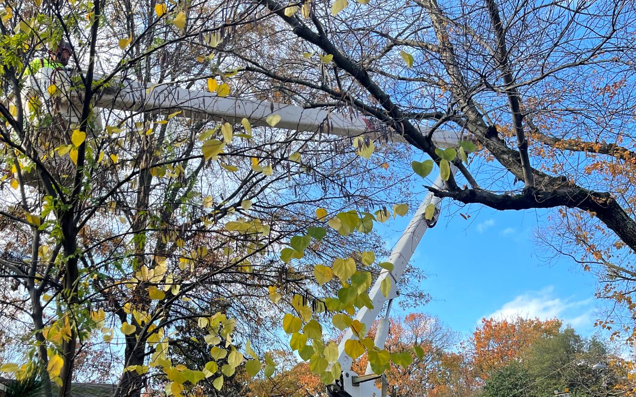 Green Vista Tree Care prunes trees in the fall using a bucket truck in Northern Virginia. Regular pruning is one of the ways to address the dangers of untrimmed trees.