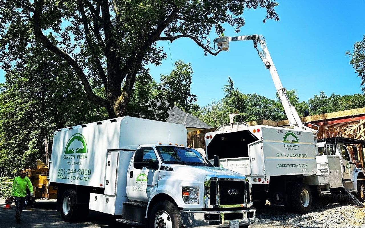 Green Vista Tree Care trucks near a construction site pruning a large tree in Northern Virginia.