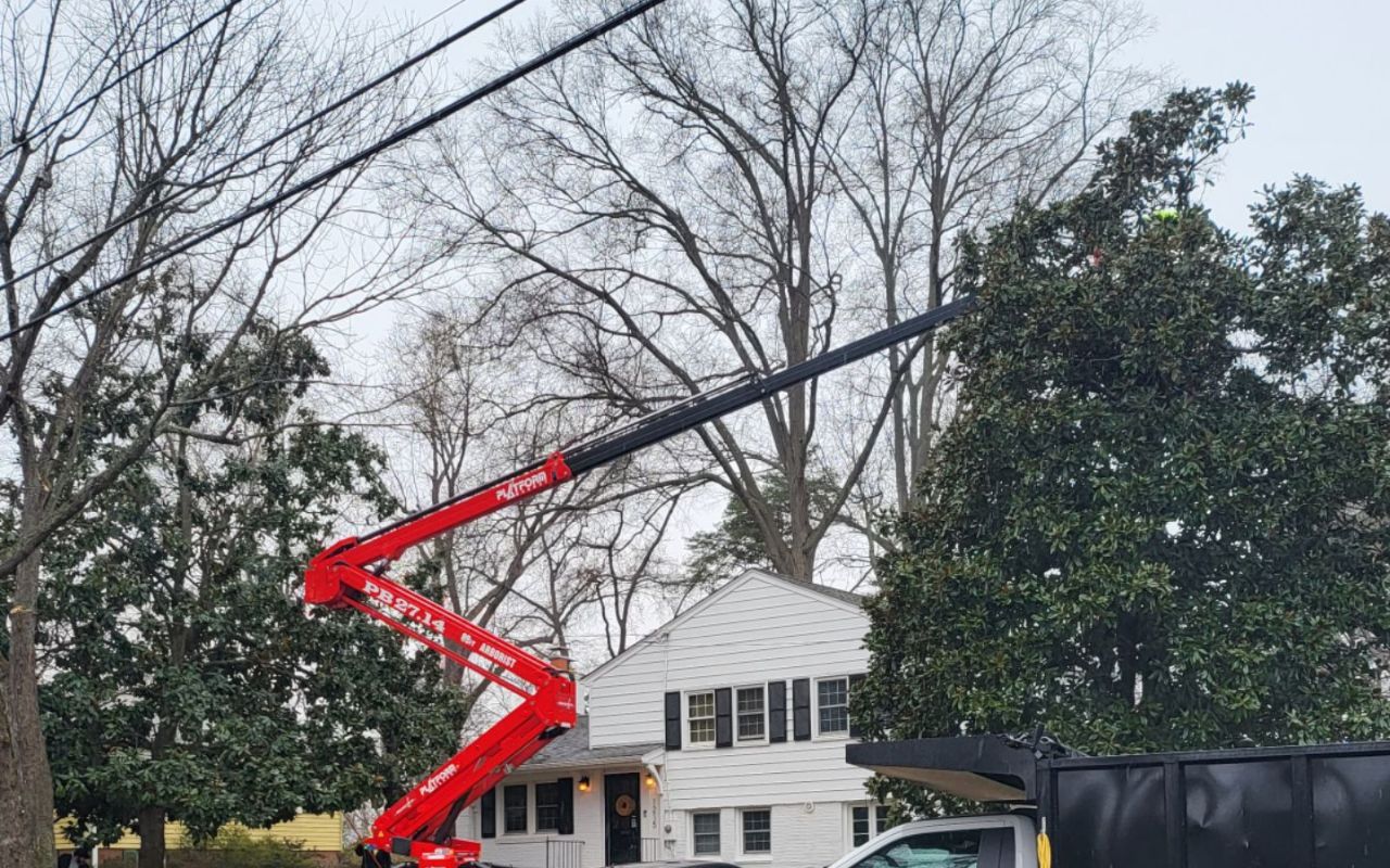 Green Vista Tree Care uses a spider lift to prune some large trees near a Northern Virginia home.