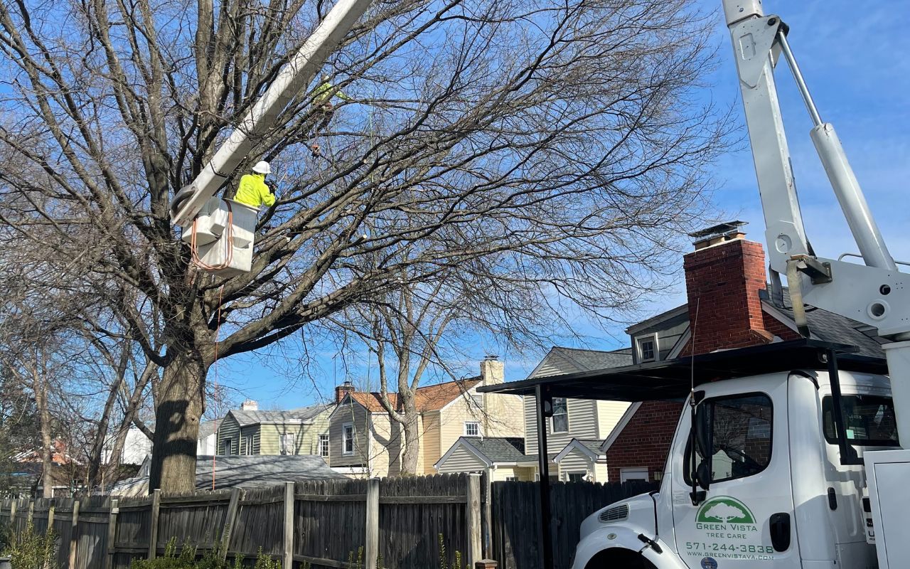 Green Vista Tree Care workers prune a large tree near a fence and homes in Northern Virginia.