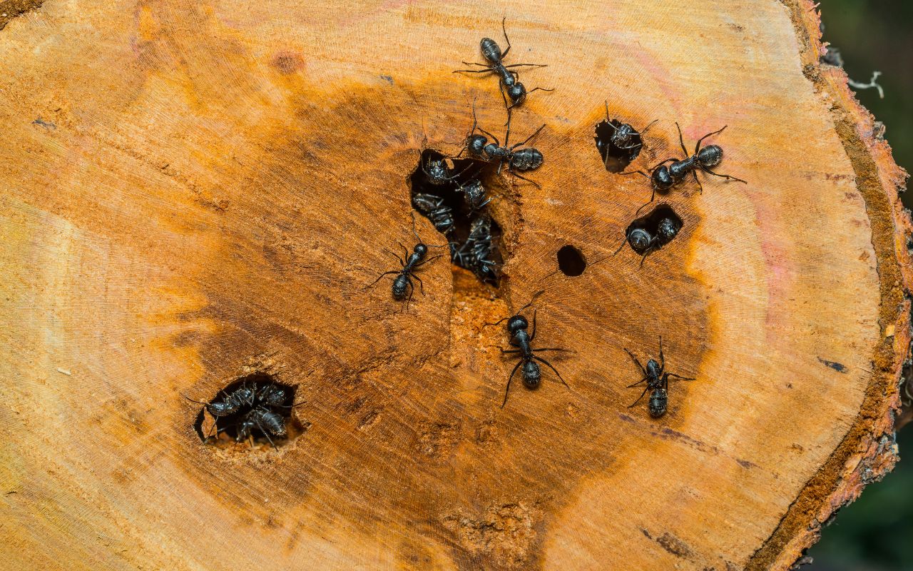 Large black ants in a tree stump on a Northern Virginia property.