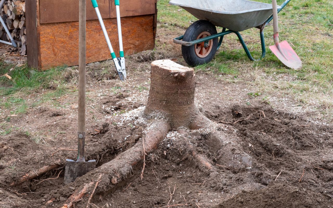 Tools used to dig out a tree stump on a Northern Virginia property.