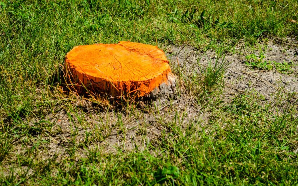 Transform Your Landscape: The Top Benefits of Stump Grinding in ...