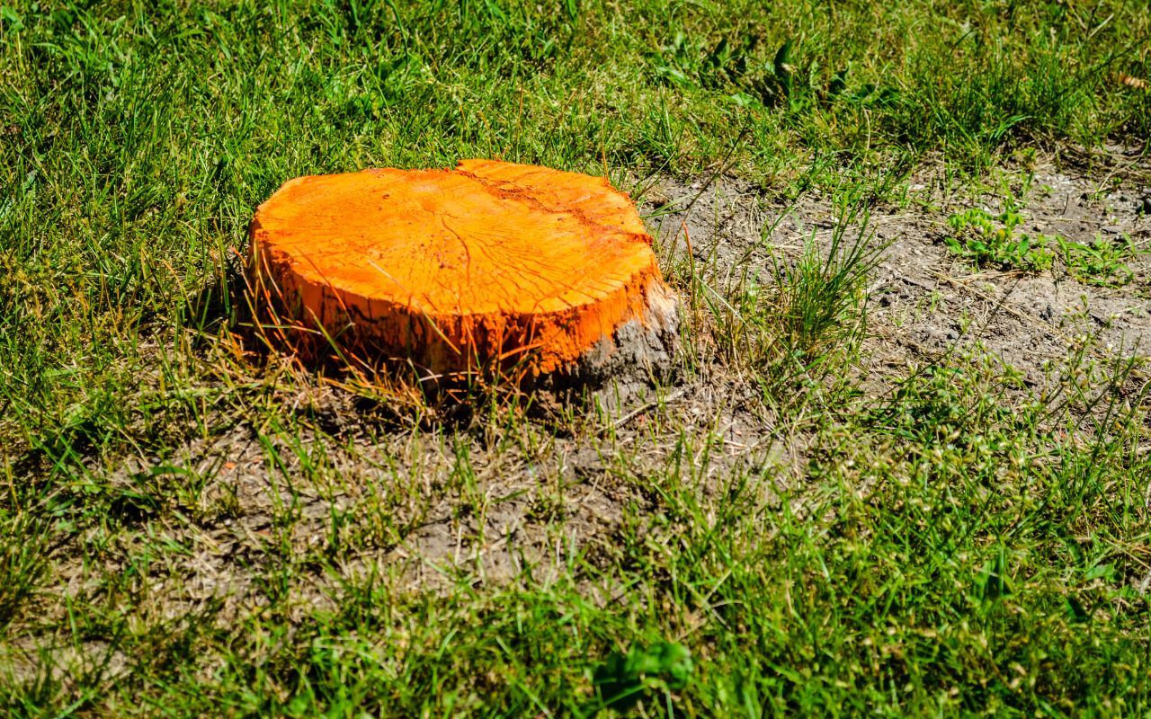 A tree stump is painted orange to increase its visibility due to being a tripping hazard in a Northern Virginia yard.