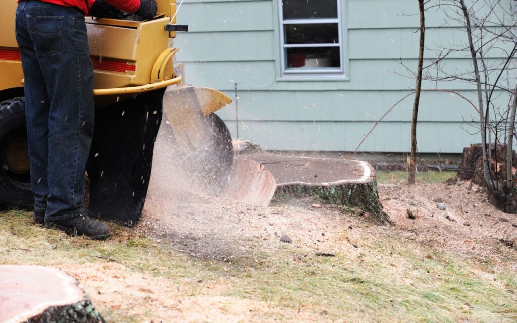 Replanting Trees After Stump Grinding in Northern Virginia - Green ...
