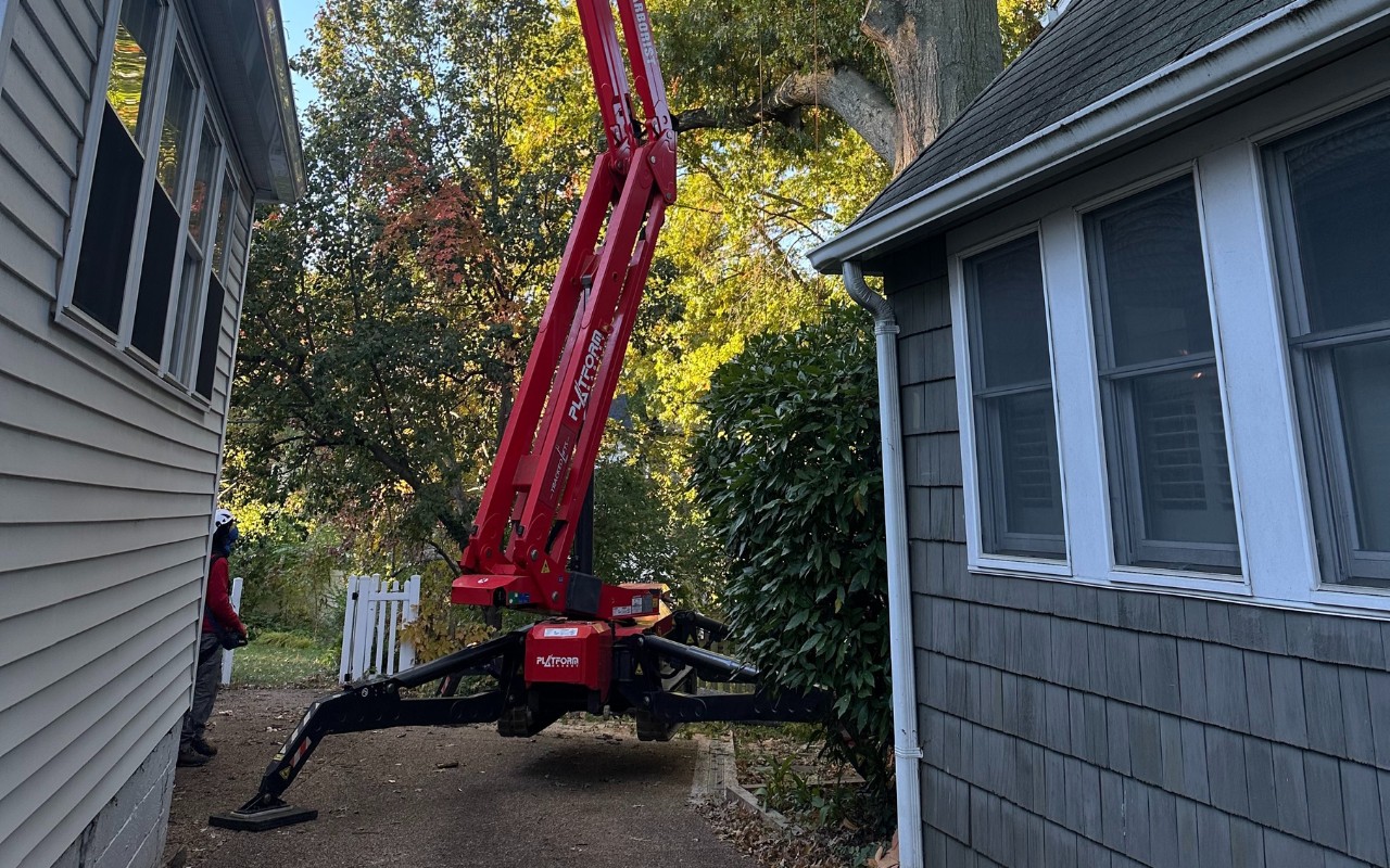 The Green Vista team using a spider lift to trim a tree in an alley in Arlington, VA.