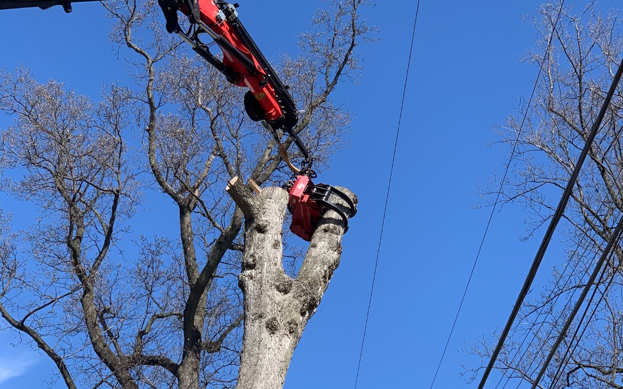 The Green Vista grapple saw removing a brittle, dead tree near power lines in Alexandria, VA.