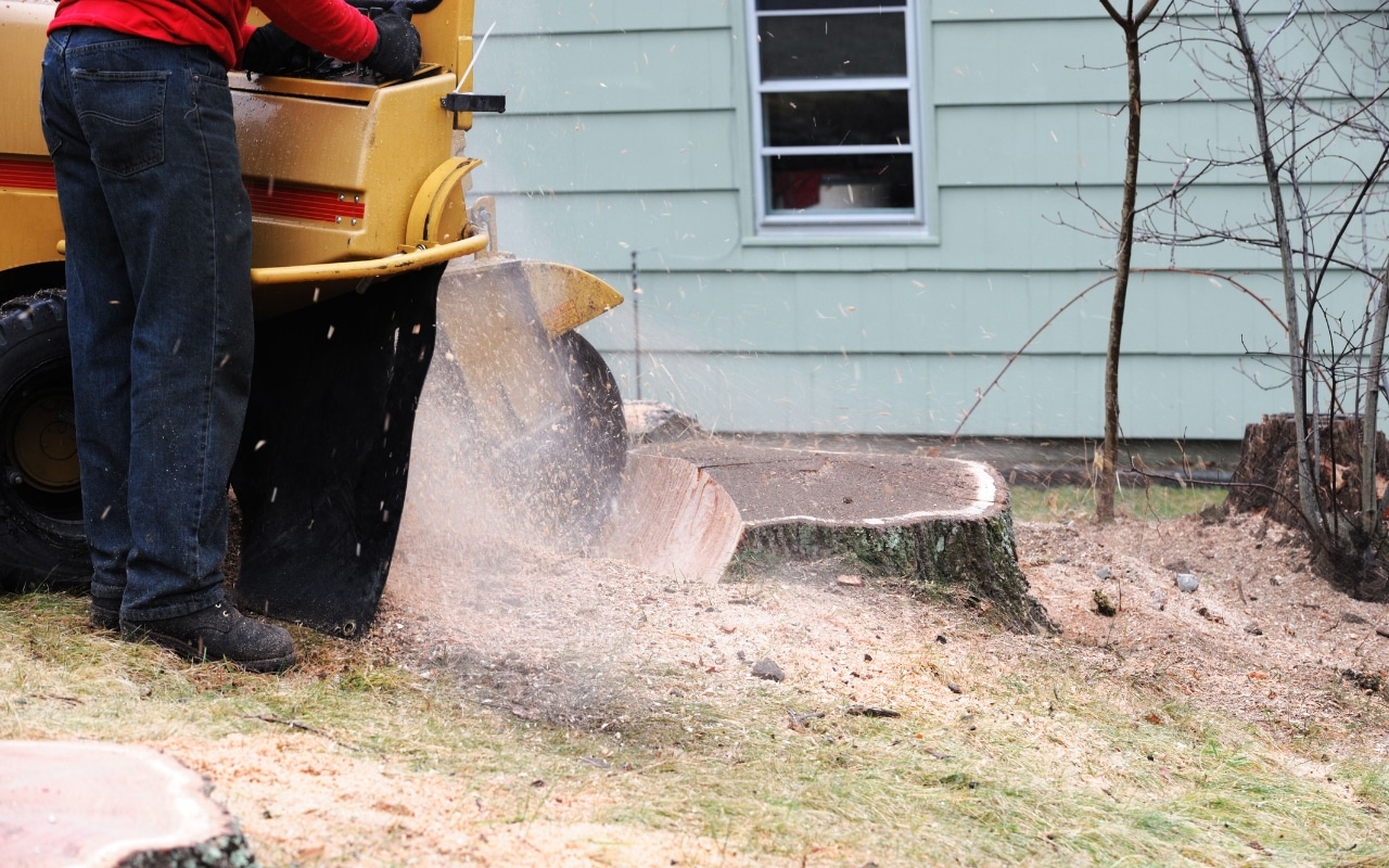 Professional stump grinding service in a Burke neighborhood showing additional cost consideration for complete tree removal.