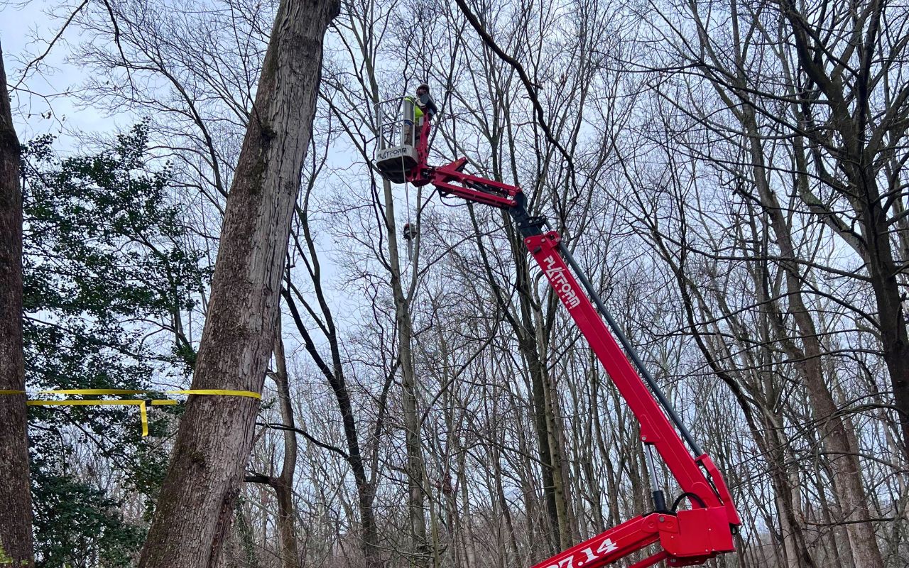 A member of the Green Vista team uses a spider lift to help remove a tree in Fairfax Station, VA.