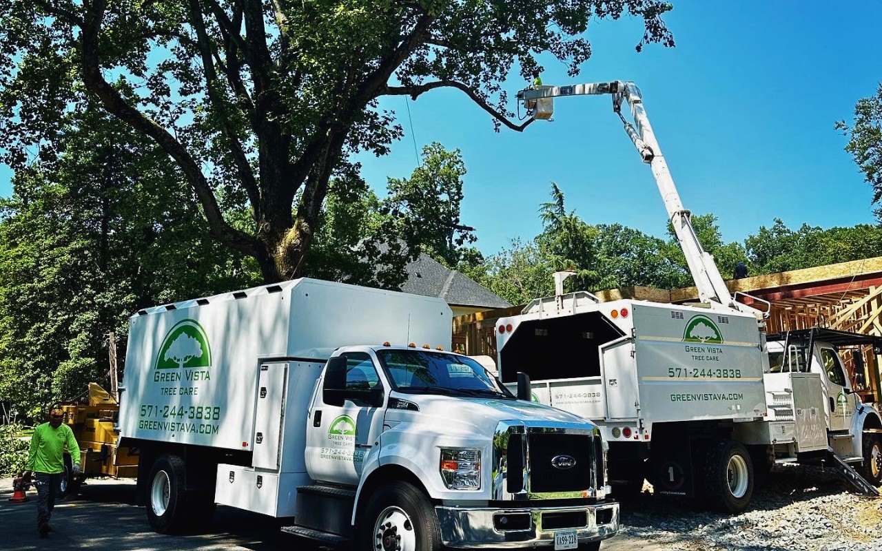 The Green Vista team shaping a tree in the summer in Fairfax Station, VA.