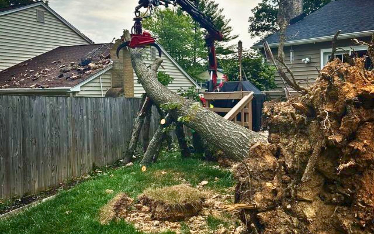 Professional crane equipment removing a large uprooted tree with an exposed root system in Northern Virginia residential area.