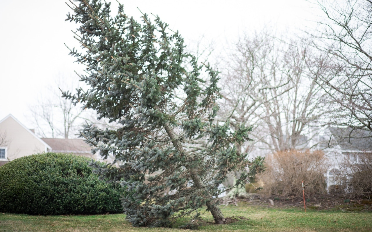 A leaning evergreen tree in residential yard showing signs of root system failure and potential safety hazard after a summer storm.