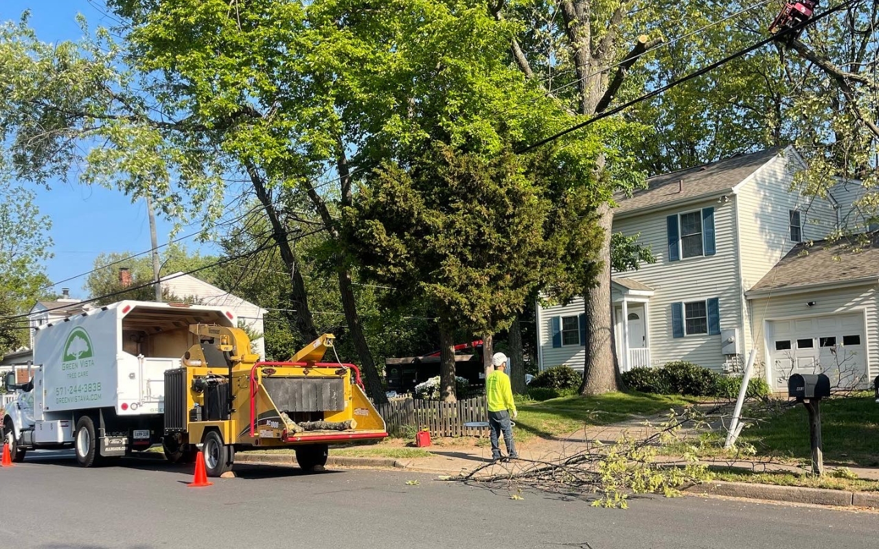 Green Vista Tree Care crew performing tree removal on a heat-stressed tree in a Springfield, VA, residential neighborhood.