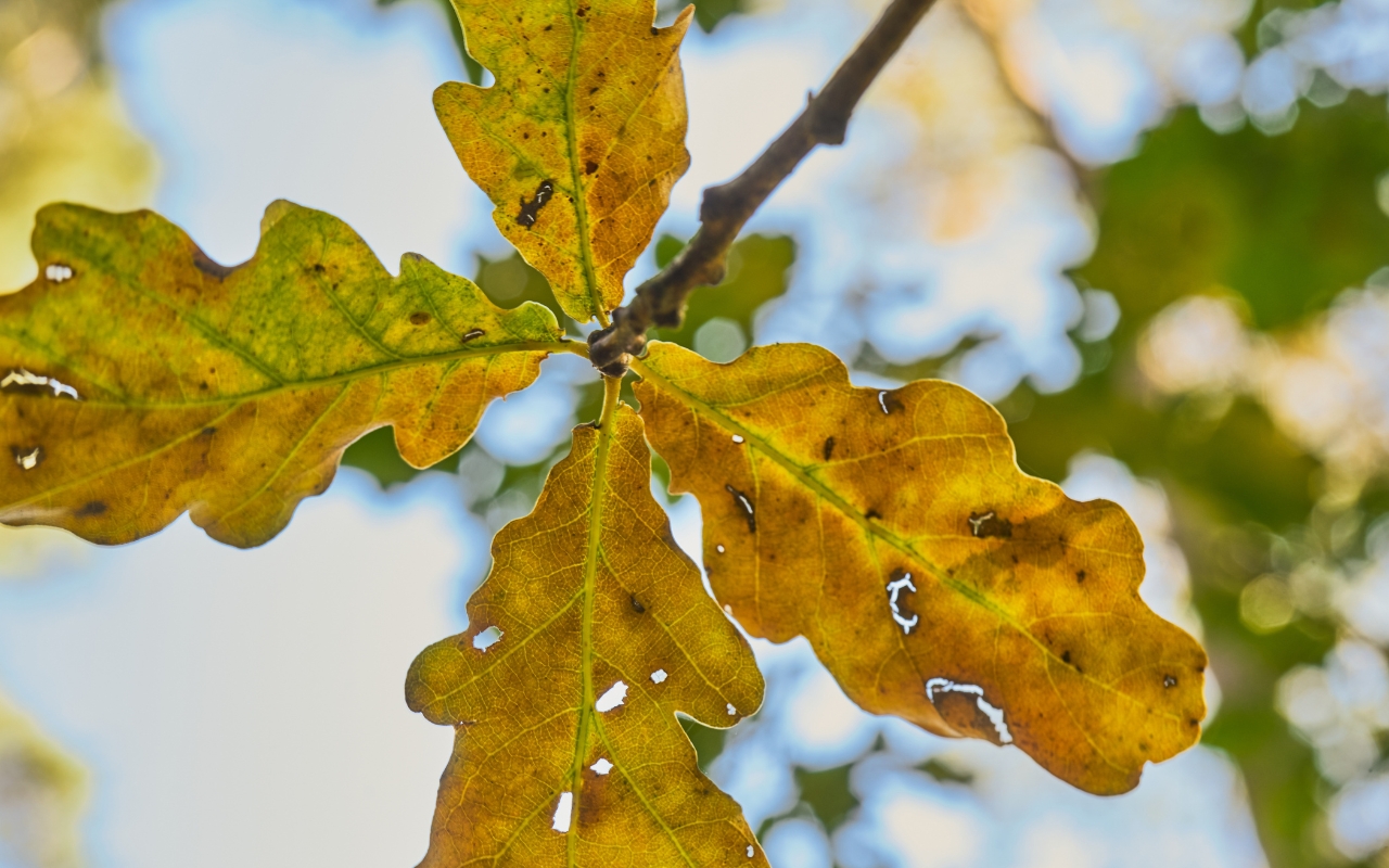 Urban development patterns contribute to microclimate challenges for roadside trees.