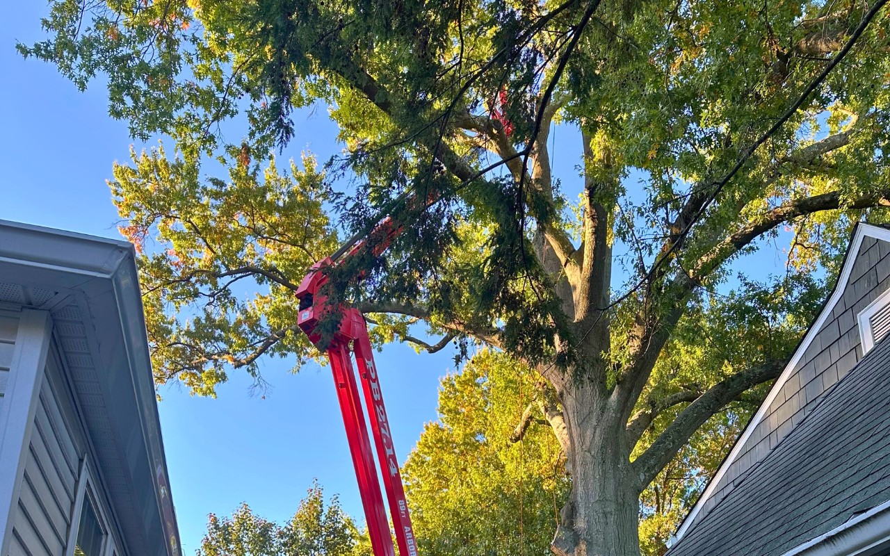 The Green Vista team using a spider lift to trim a tree in a small yard in Arlington, VA.