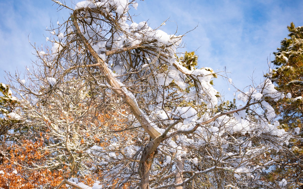 A leafless tree with broken and damaged branches is covered in heavy snow against a blue winter sky.