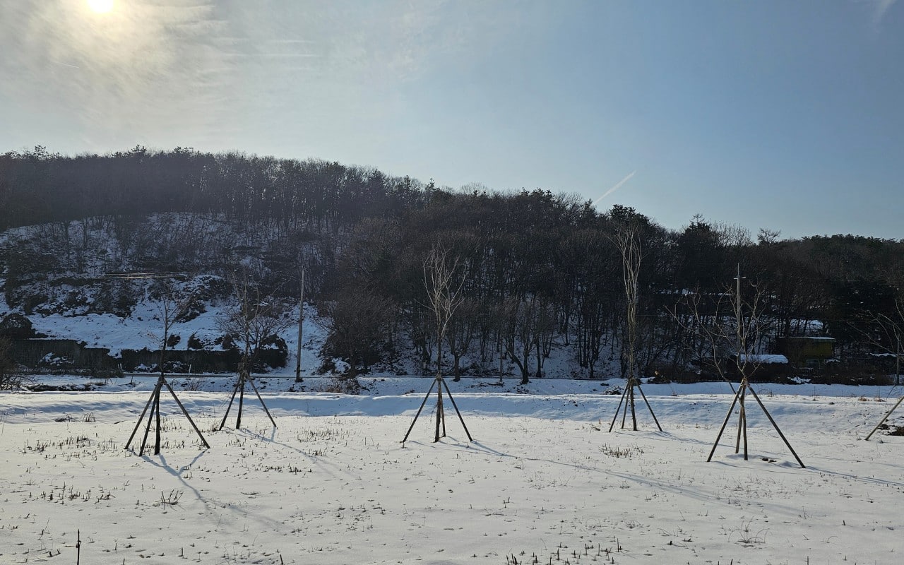 Several young trees supported by wooden stakes stand in a snow-covered field in a Northern Virginia winter landscape.