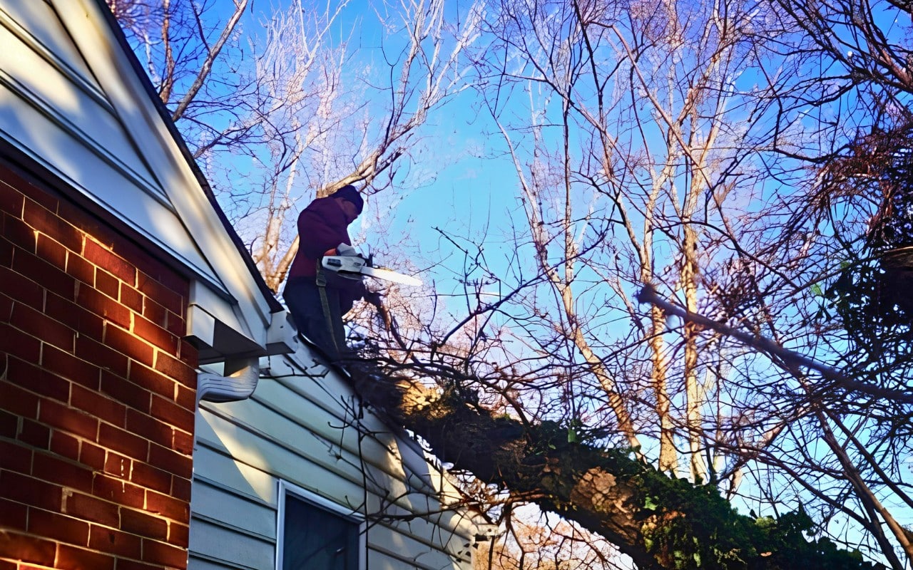 A tree care worker stands at the edge of a house roof, using a chainsaw to cut limbs from a large tree that has fallen against the home.