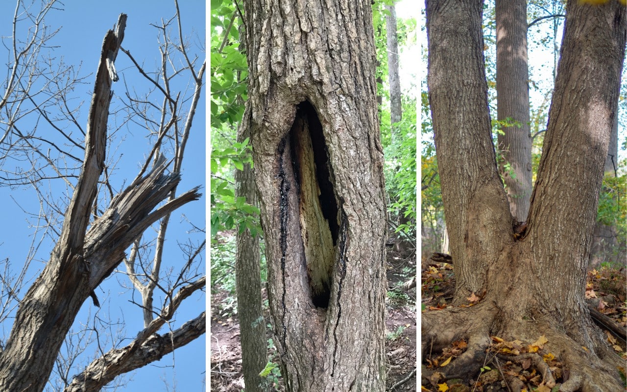 Three side-by-side photos of tree defects — a broken dead branch high in the canopy, a large cavity with internal decay in a trunk, and a co-dominant trunk with a tight V-shaped union.