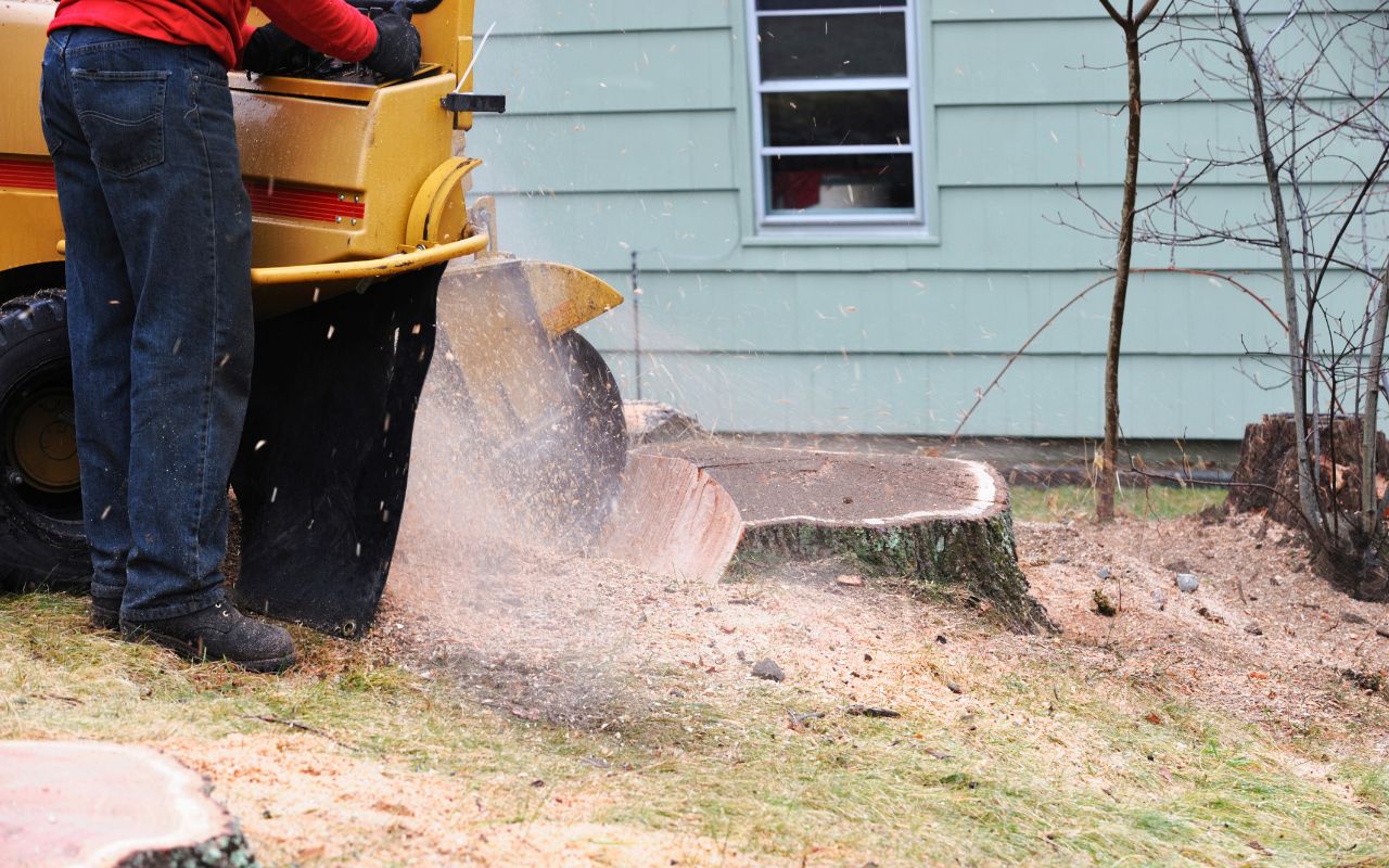 A member of the Green Vista team grinding a stump in Arlington, VA.