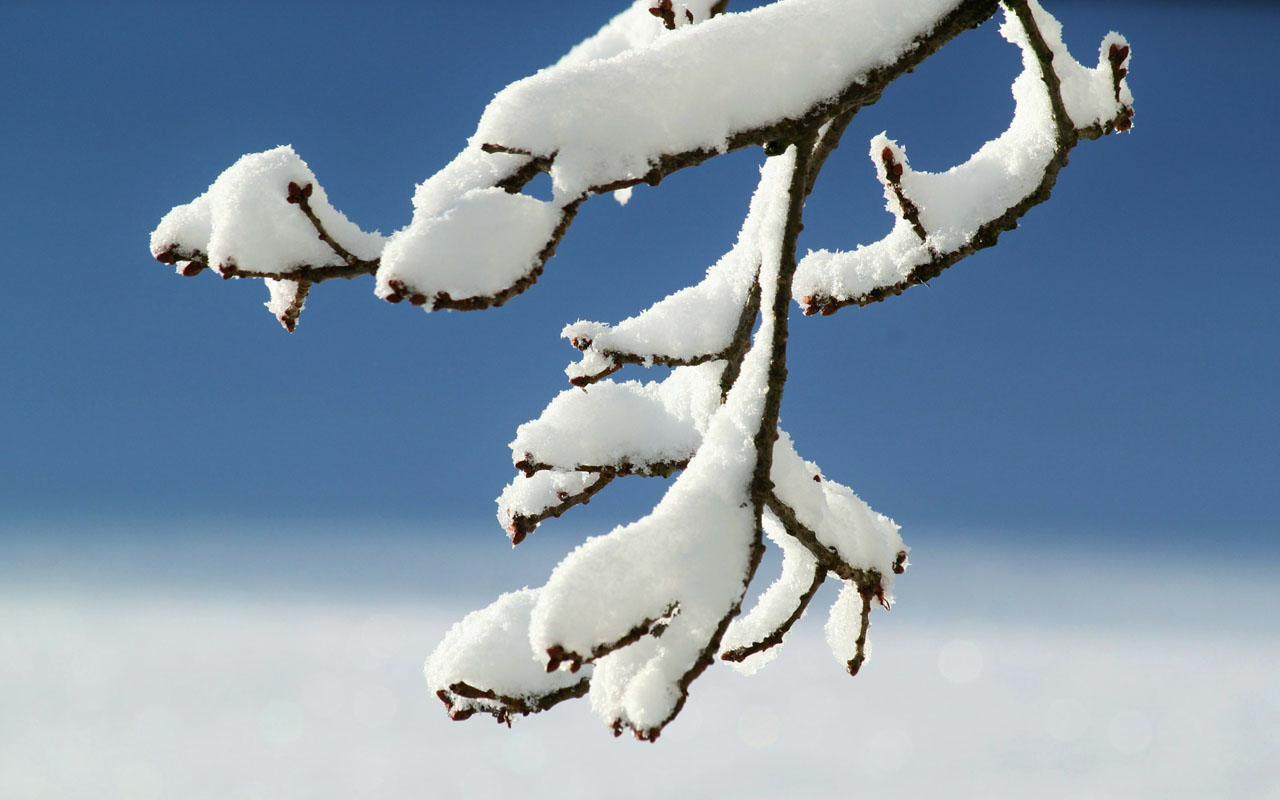 A branch holds several inches of snow in the New Jersey area