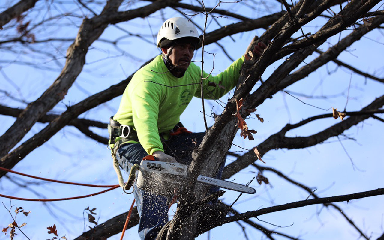 a Green Vista Tree worker cuts a branch from a tree using a chainsaw during winter months in Northern Virginia