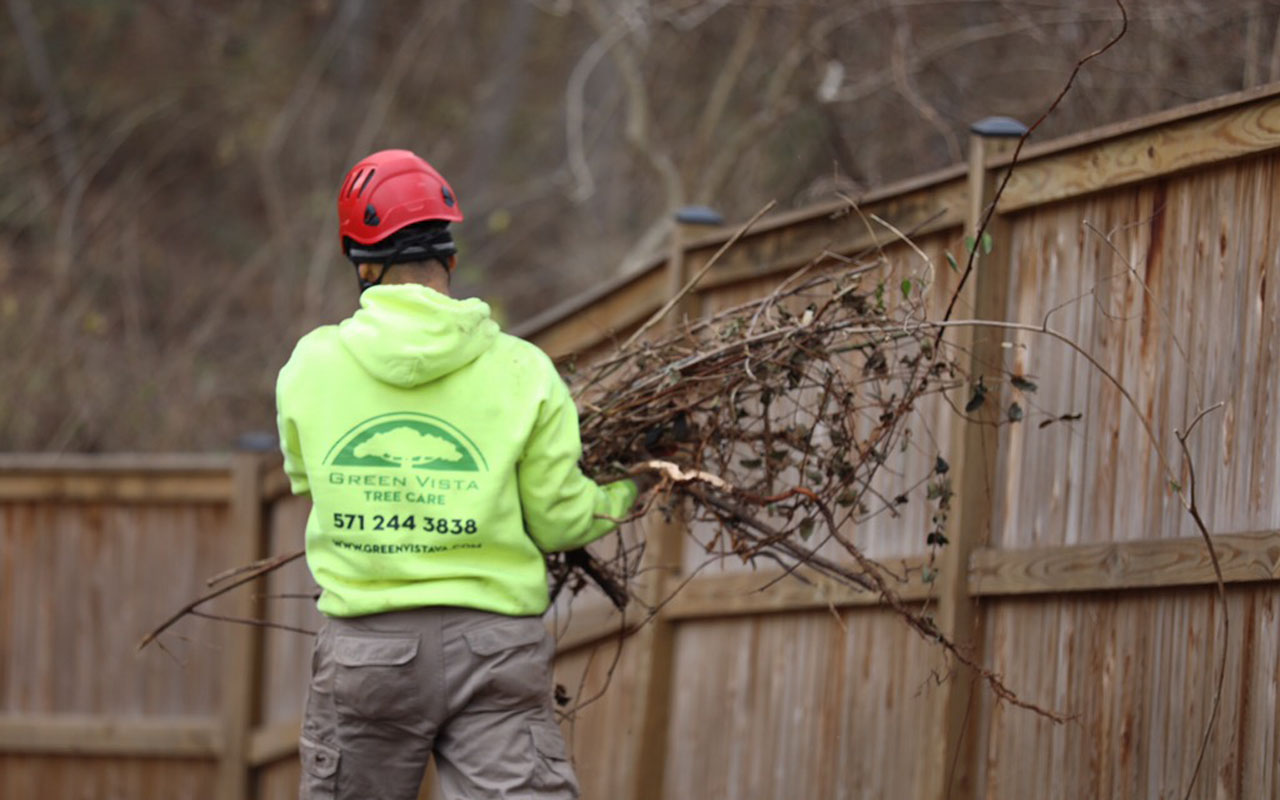 A Green Vista Tree Care employee in a bright yellow sweatshirt carries a pile of sticks out of a Virginia yard