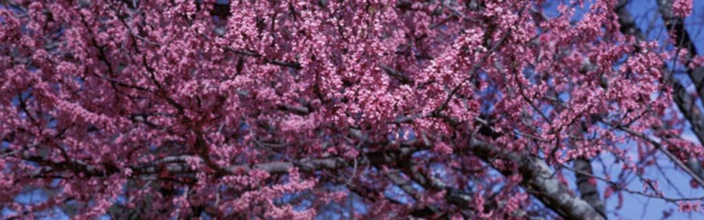 The eastern redbud displaying its reddish-pink flowers, is one of several wind-resistant trees.
