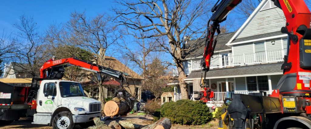 Falls Church, VA Tree Service | Tree Pruning & Trimming, Emergency Tree ...