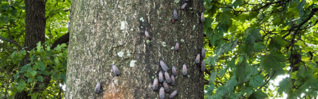 Spotted lanterflies on a tree trunk, one of many pests that hurts trees in Northern Virginia