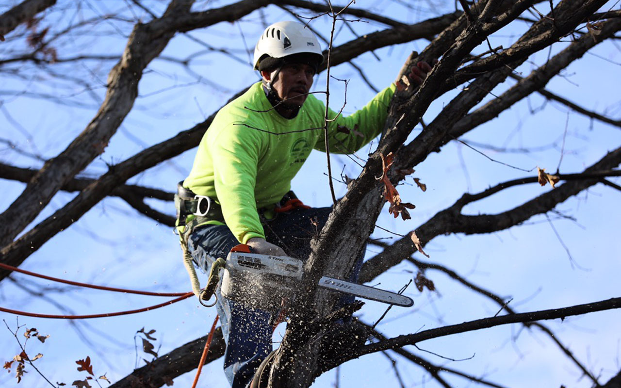 Green Vista Tree Care employee prunes a tree with a chainsaw