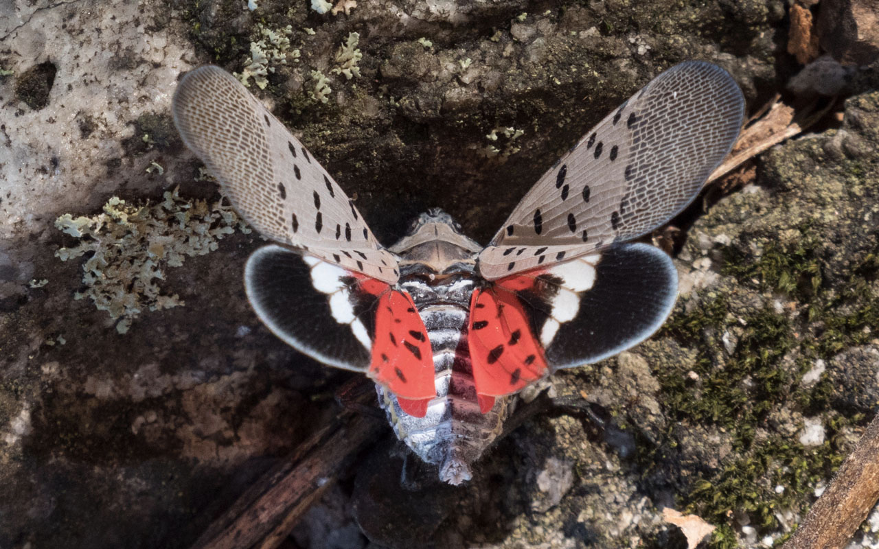 Closeup of a spotted lanternfly with its wings outstretched