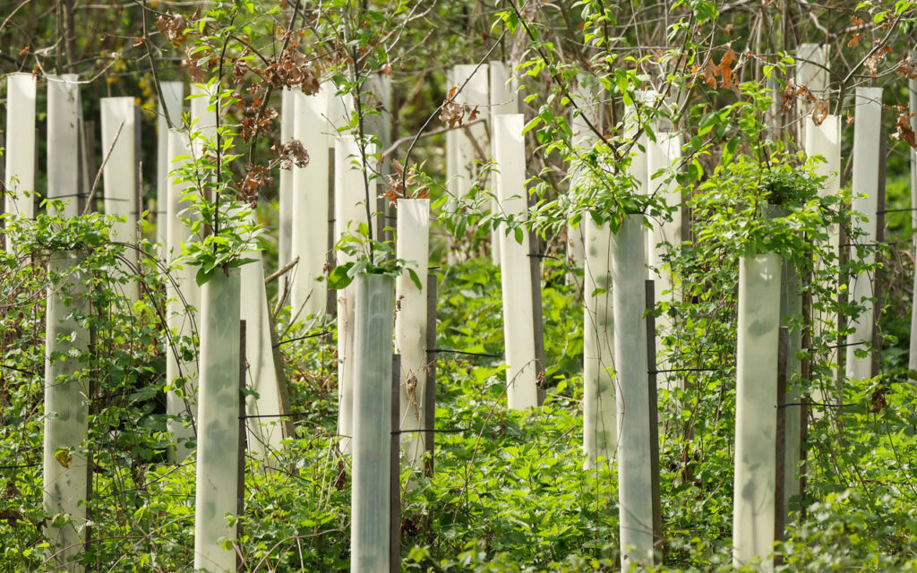 Tree Staking FAQs Why, When & How to Stake a NewlyPlanted Tree