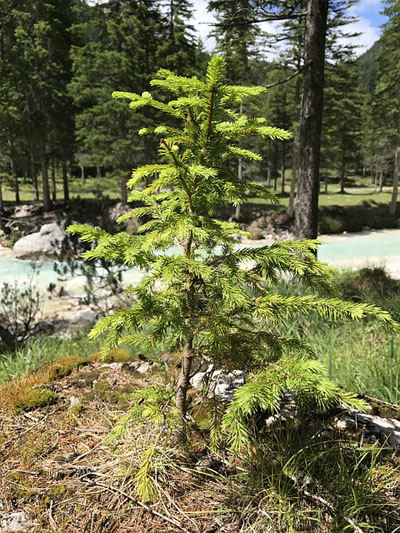 A young evergreen tree grows without the use of stakes