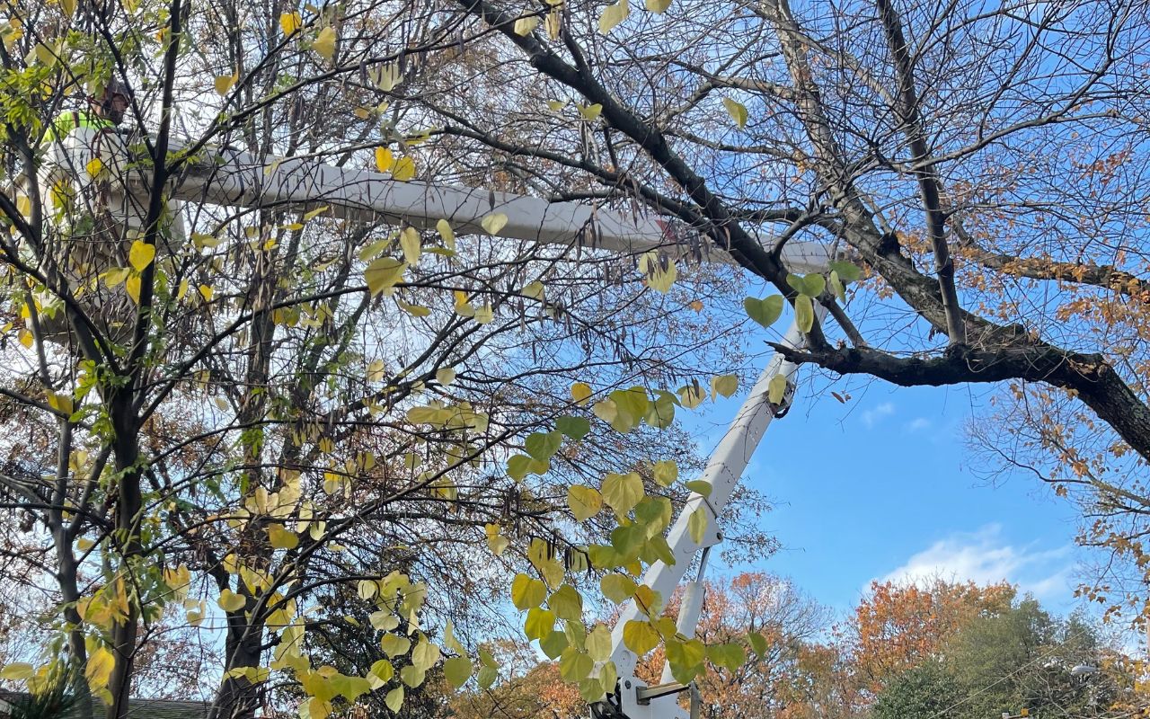 The Green Vista team uses a bucket truck to prune trees that have a few fall leaves remaining