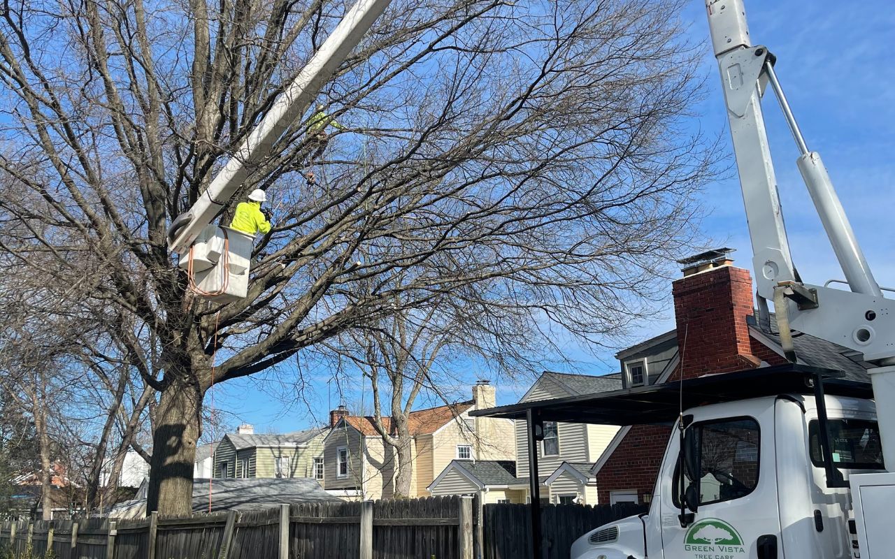 Green Vista crew uses a bucket truck to prune a tree during the winter in Virginia
