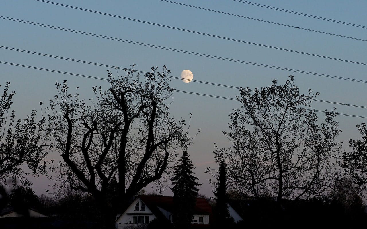 trees that were topped to make room for powerlines, with the moon and a house in the background