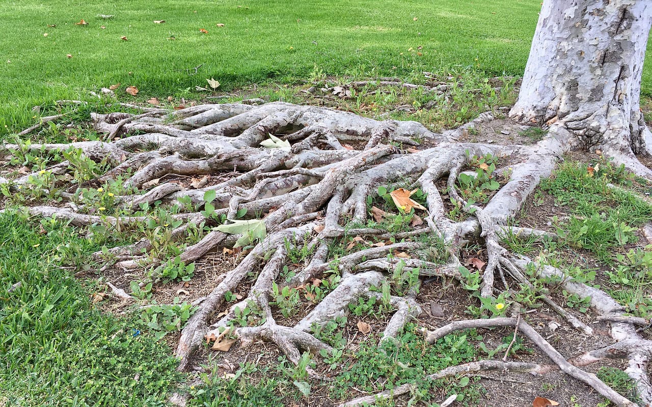 Tree roots above ground in a grassy area