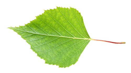 Leaf2-isolated