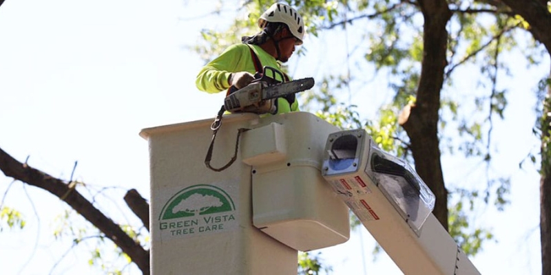 Green Vista Tree Care arborist pruning trees on a summer day in Arlington, VA.